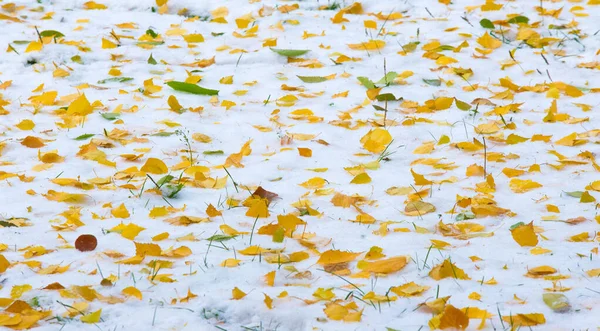 初雪，深秋，秋叶在雪上。降雪 — 图库照片