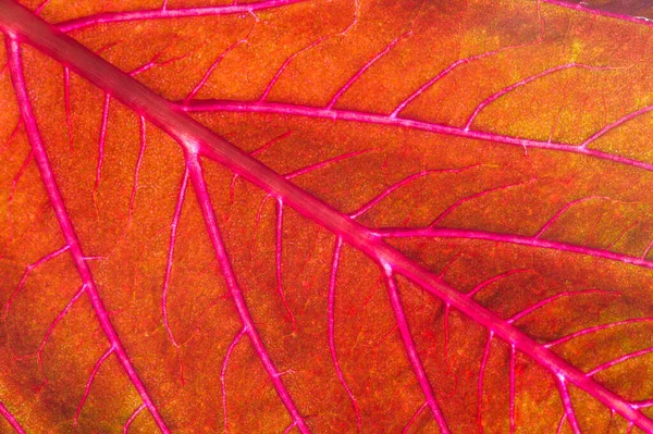 Une belle plante aux feuilles rouges. D'en haut contre la lumière — Photo