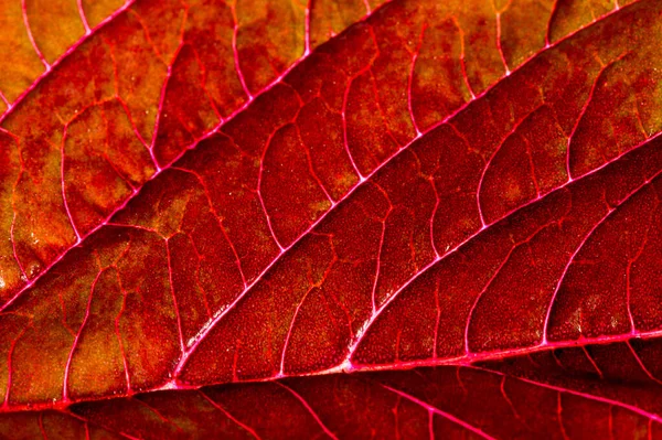 A beautiful plant with red leaves. From above against the light — Stock Photo, Image