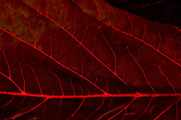 A beautiful plant with red leaves. From above against the light — Stock Photo, Image
