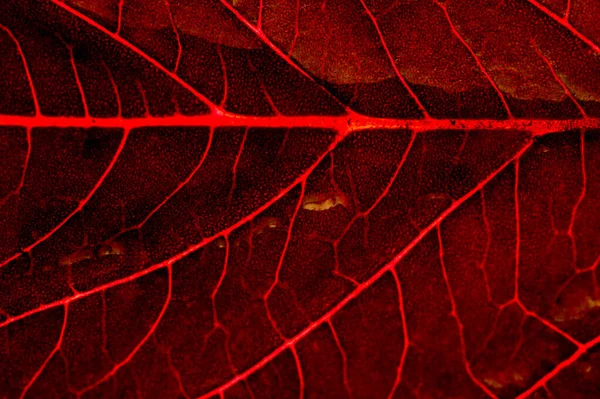 A beautiful plant with red leaves. From above against the light — Stock Photo, Image