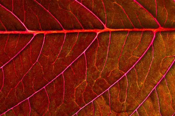 Una hermosa planta con hojas rojas. Desde arriba contra la luz — Foto de Stock