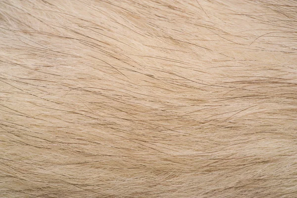 Texture background, pattern. Fox fur, Polar fox with valuable fu — Stock Photo, Image