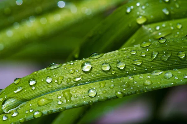 Gotas de agua en la hierba, después de una lluvia de verano la humedad conden — Foto de Stock