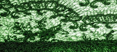 Doku, desen, beyaz bir arka plan üzerinde yeşil dantel kumaş. Th