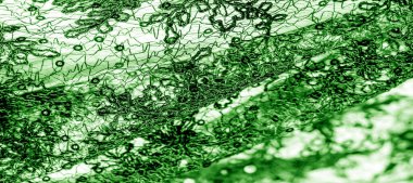 Doku, desen, beyaz bir arka plan üzerinde yeşil dantel kumaş. Th