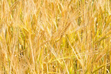 Yaz fotoğrafçılığı. Buğday tarlası, tahıl bitkisi, 