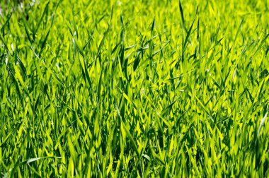 Çimler yeşil, çimenler kırpılmamış, genç filizler