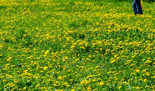 Textura, fundo, padrão, grama no gramado, verde saturado — Fotografia de Stock
