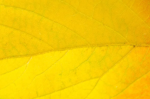 Red and yellow maple leaves on a white background. When the leav — Stock Photo, Image