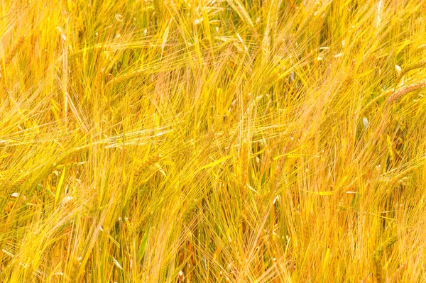 Sommerfotografie. das Weizenfeld, die Getreidepflanze, die — Stockfoto