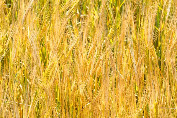Летняя фотография. Пшеничное поле, зерновой завод, который... — стоковое фото