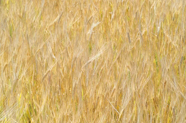 Zomer fotografie. Het tarwe veld, de graan plant, die — Stockfoto