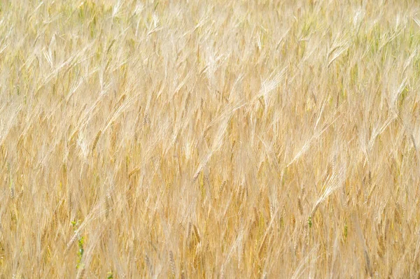 Letnia Fotografia. Pole pszenicy, zakład zbożowy, który jest — Zdjęcie stockowe