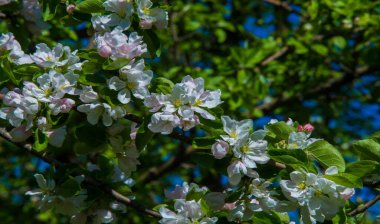 Elma çiçekleri, elma çiçeği. doğal yeşil üzerinde güneş ışığı