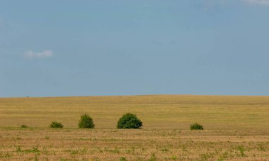 Yaz manzarası fotoğrafçılığı, buğday tarlalı tepe arazisi