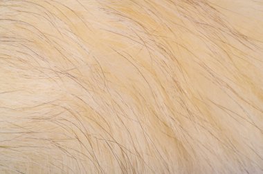 Doku arka planı, desen. Tilki kürk, değerli fu ile Kutup tilkisi