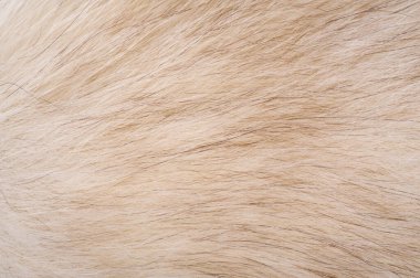 Doku arka planı, desen. Tilki kürk, değerli fu ile Kutup tilkisi