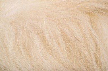 Doku arka planı, desen. Tilki kürk, değerli fu ile Kutup tilkisi