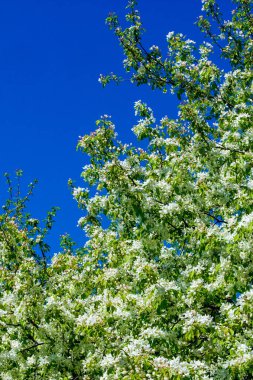 Elma çiçekleri, elma çiçeği. doğal yeşil üzerinde güneş ışığı