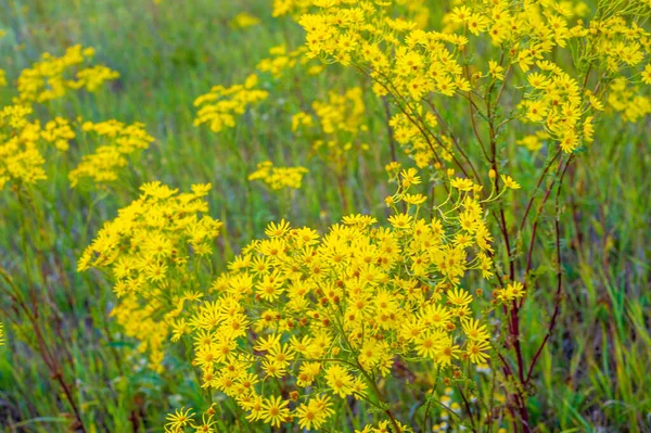 Ervas medicinais com flores amarelas Hypericum, erva ou arbusto sagacidade — Fotografia de Stock