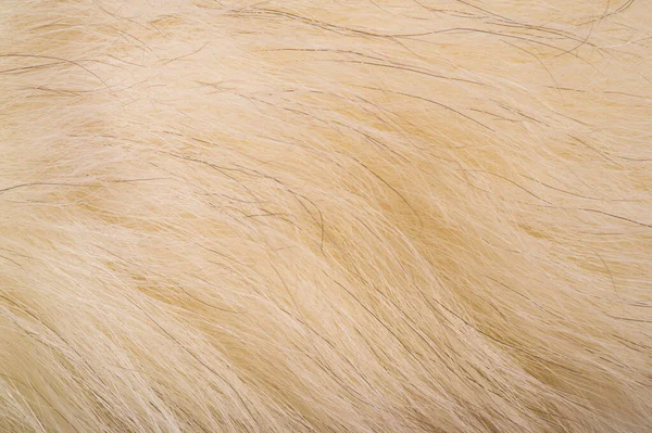 Texture background, pattern. Fox fur, Polar fox with valuable fu