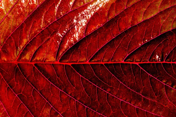 Struktur, bakgrund, mönster. Ett blad av växter, målade i rött. — Stockfoto