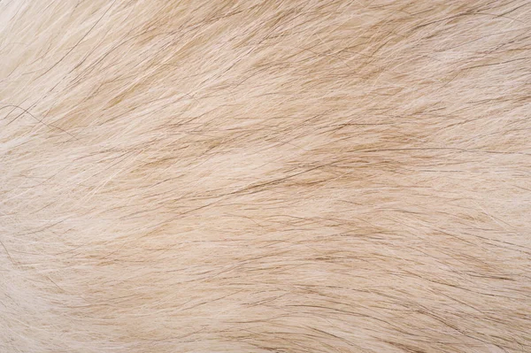 Texture background, pattern. Fox fur, Polar fox with valuable fu