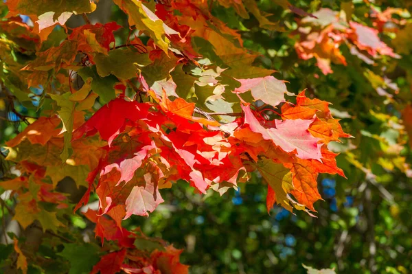 Paysage d'automne, Feuilles d'automne avec le fond bleu ciel, Ye — Photo