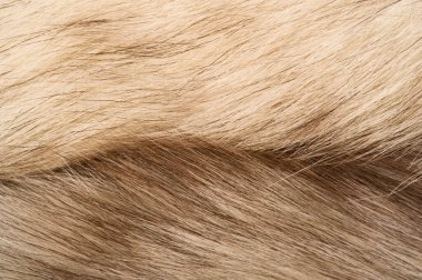 Doku arka planı, desen. Tilki kürk, değerli fu ile Kutup tilkisi