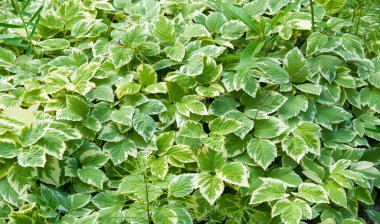 Doku, arka plan, desen, çim çim, yeşil doymuş