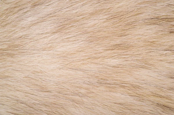 Textúra háttér, mintázat. Róka szőrme, Polar Fox értékes Fu — Stock Fotó