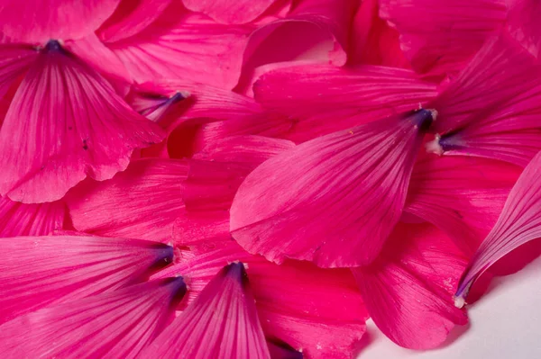 Textura de fondo. Patrón. pétalos de flores. — Foto de Stock