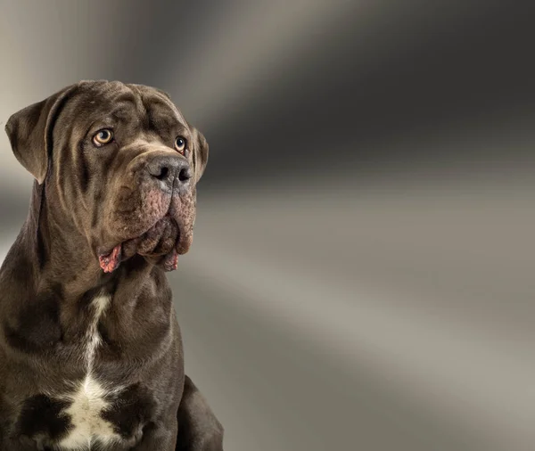 Cane Corso del perro bastón italiano y el "corso" de th — Foto de Stock