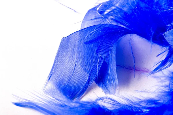 Textura, fondo, dibujo. pájaro pluma pintado de azul. Una maravilla. —  Fotos de Stock