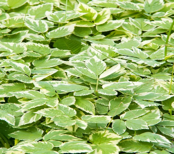 Texture, fond, motif, herbe sur la pelouse, vert saturé — Photo
