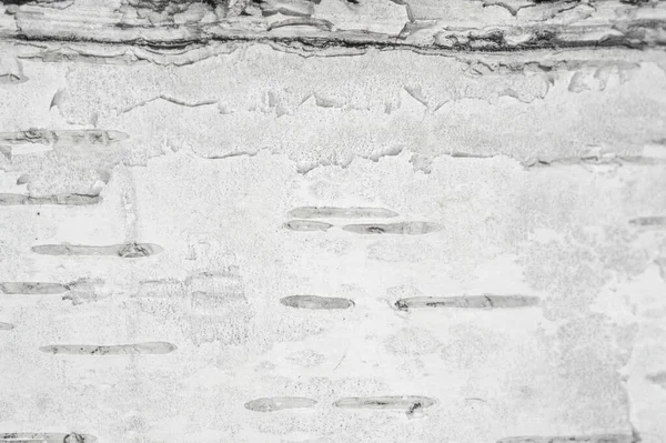 Birk gø den uigennemtrængelige bark af den nordamerikanske papir birk - Stock-foto
