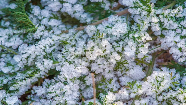 Texture background, pattern. Frost on the sprigs of grass. a dep — Stock Photo, Image