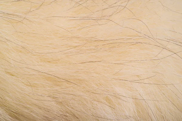 Textúra háttér, mintázat. Róka szőrme, Polar Fox értékes Fu — Stock Fotó