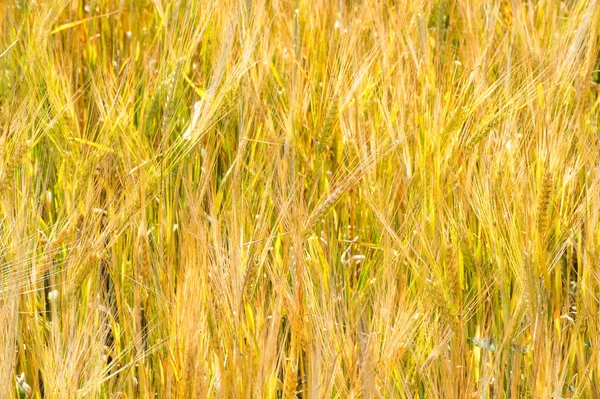Nyári fotózás. A búza mező, a gabonatermő üzem, amely — Stock Fotó