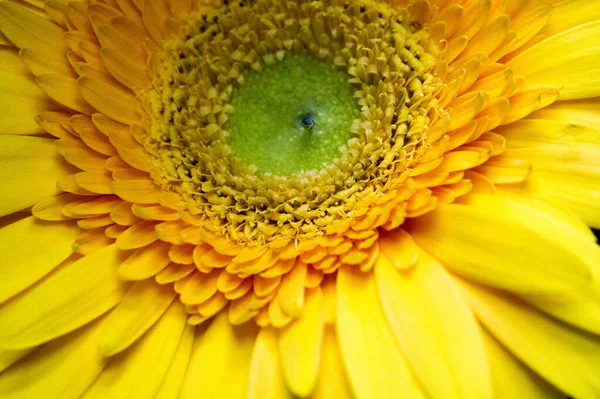 꽃다발 (flower bouquet) 은 창조적 인 울림 속에 있는 꽃의 다발이다 — 스톡 사진