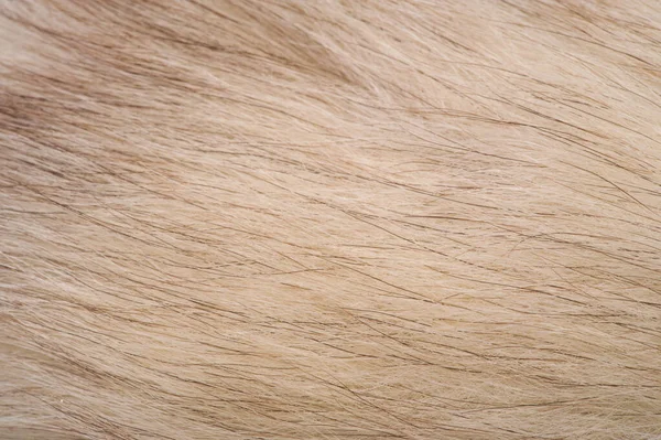 Texture background, pattern. Fox fur, Polar fox with valuable fu — Stock Photo, Image