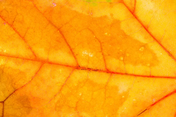 Red and yellow maple leaves on a white background. When the leav — Stock Photo, Image