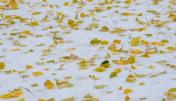 We kregen onze eerste sneeuw van het seizoen tijdens de nacht, afstoffen in — Stockfoto