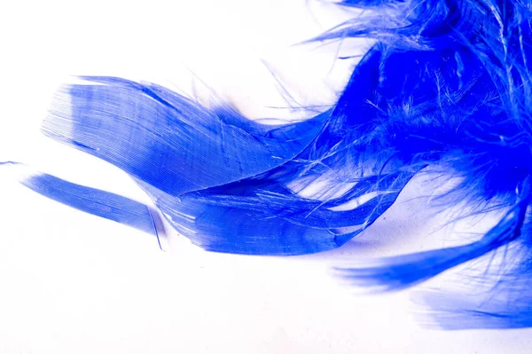 Texture, background, drawing. feather bird painted blue. A wonde — Stock Photo, Image