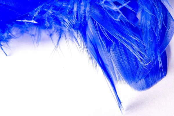 Texture, background, drawing. feather bird painted blue. A wonde