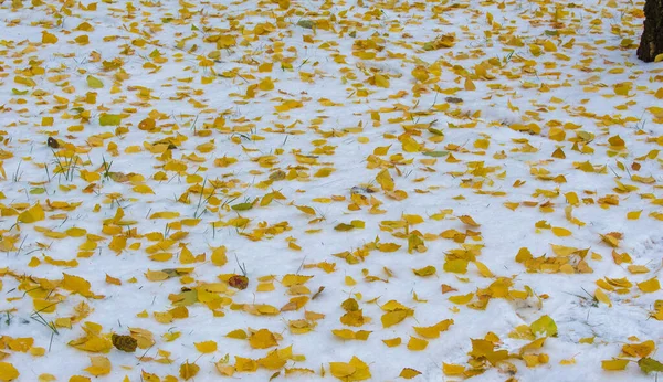 Wir bekamen den ersten Schnee der Saison in der Nacht und staubten — Stockfoto