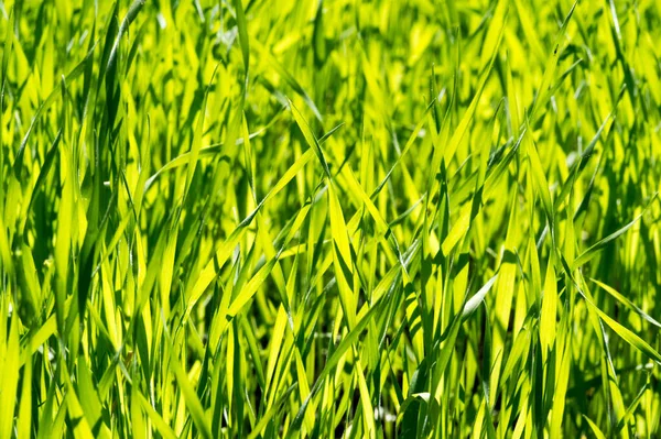 Das Gras ist grün, der Rasen ist nicht gestutzt, die jungen Triebe — Stockfoto