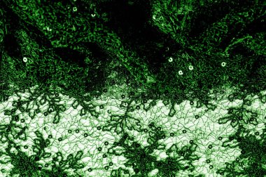 Doku, desen, beyaz bir arka plan üzerinde yeşil dantel kumaş. Th