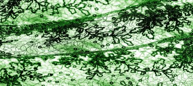 Doku, desen, beyaz bir arka plan üzerinde yeşil dantel kumaş. Th